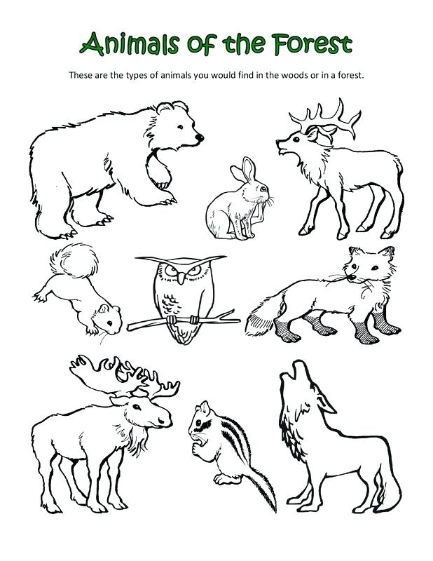 Polar Animals Coloring Pages Polar Animals Coloring Pages Arctic 618x800 Polar Animals Coloring Pages Polar Animals Coloring Pages Arctic