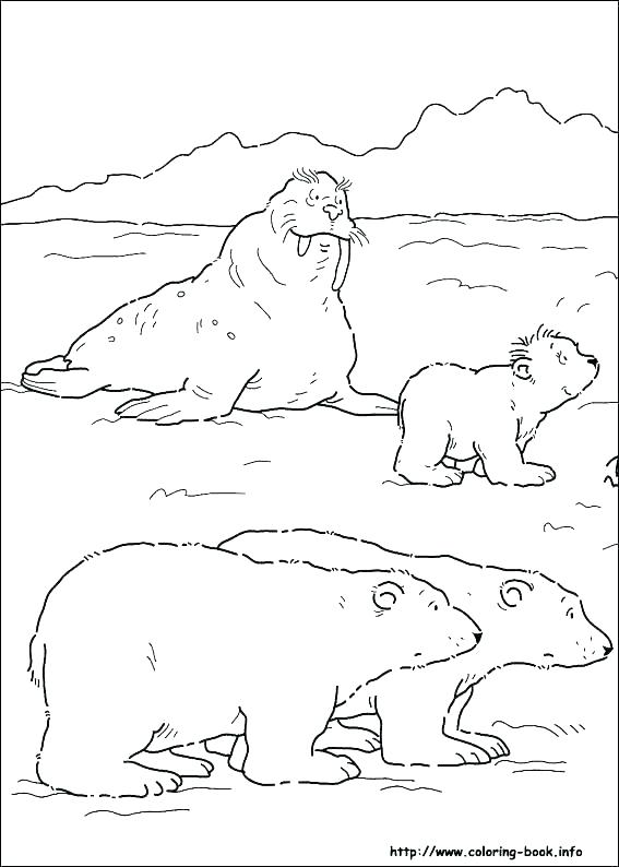 Arctic Animals Coloring Pages Arctic Animal Coloring Pages Fresh 567x794 Arctic Animals Coloring Pages Arctic Animal Coloring Pages Fresh