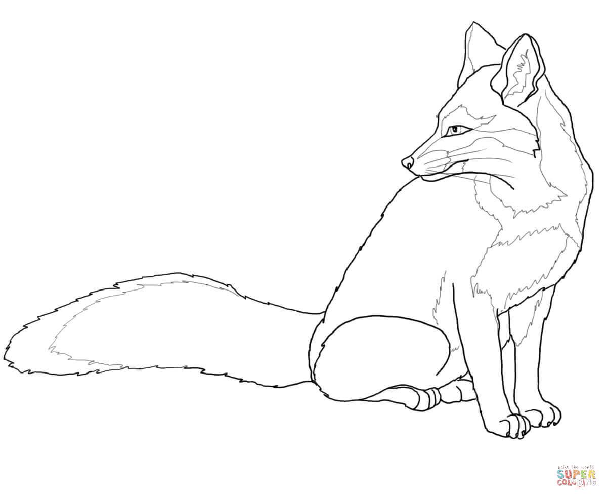 Renard Gris Fox Foxes 1200x984 Renard Gris Fox Foxes