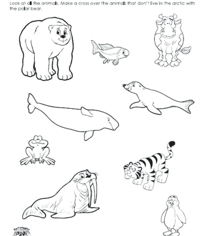 Arctic Coloring Pages 802x900 Arctic Coloring Pages