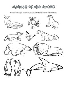 Arctic Habitat Colouring Pages 236x305 Arctic Habitat Colouring Pages