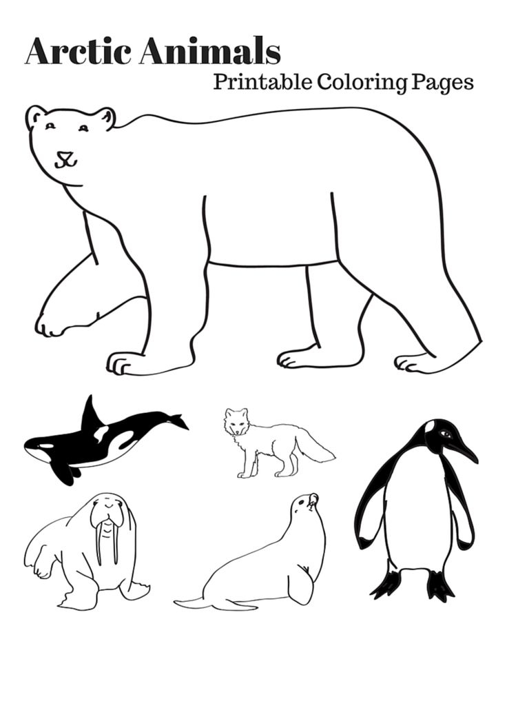 27 Arctic Animals Coloring Pages Printable Free Coloring Pages 736x1040 27 Arctic Animals Coloring Pages Printable Free Coloring Pages