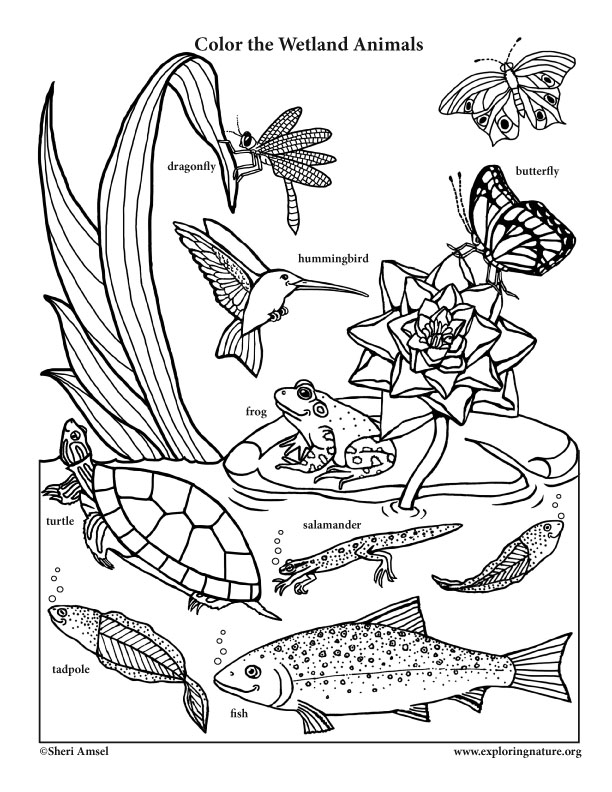 Habitats (Biomes) Coloring Nature 612x792 Habitats (Biomes) Coloring Nature