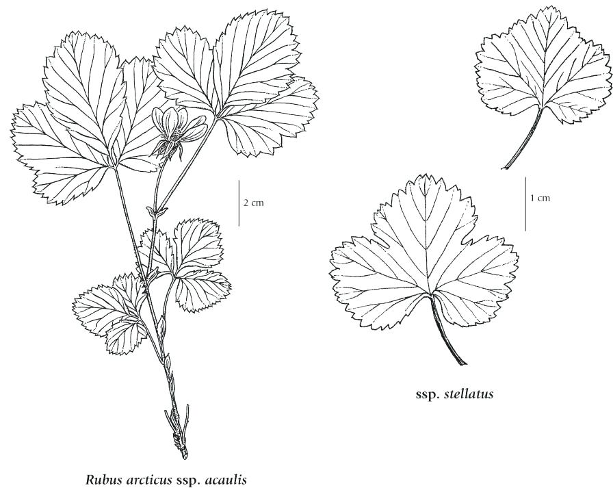 Tundra Animals Coloring Pages Arctic Tundra Plants Coloring Pages 896x713 Tundra Animals Coloring Pages Arctic Tundra Plants Coloring Pages