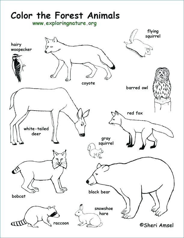 Winter Animal Coloring Pages 612x792 Winter Animal Coloring Pages