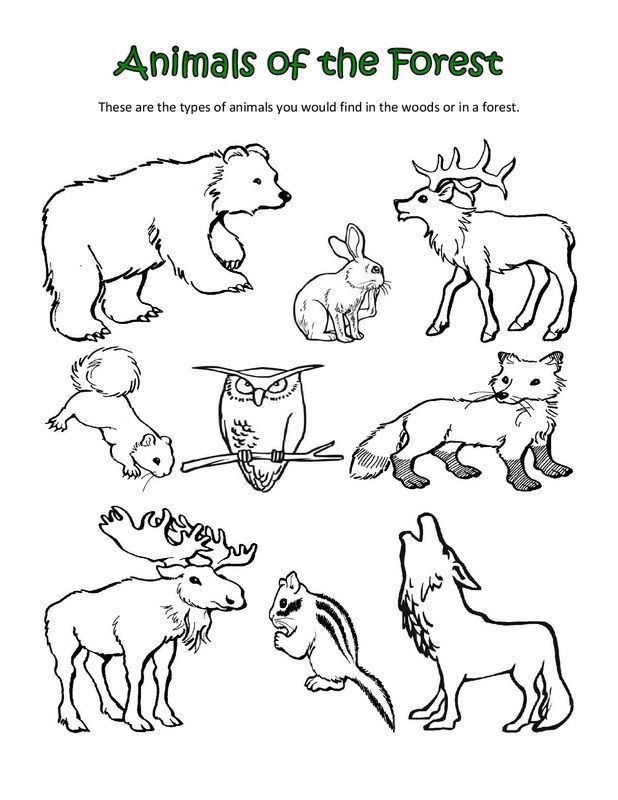 Animal Classification Coloring Pages By Justin School 618x800 Animal Classification Coloring Pages By Justin School