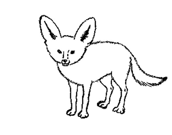 Arctic Fox Clipart Coloring Page 600x471 Arctic Fox Clipart Coloring Page