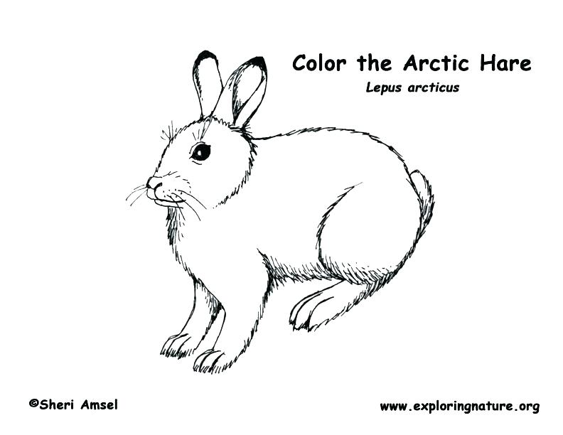 Arctic Fox Coloring Page Arctic Coloring Pages Animal Jam Arctic 792x612 Arctic Fox Coloring Page Arctic Coloring Pages Animal Jam Arctic