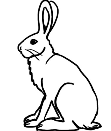 Arctic Hare Coloring Pages 381x450 Arctic Hare Coloring Pages