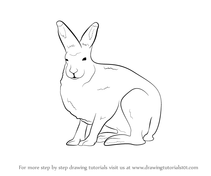 Learn How To Draw A Arctic Hare (Antarctic Animals) Step By Step 714x596 Learn How To Draw A Arctic Hare (Antarctic Animals) Step By Step