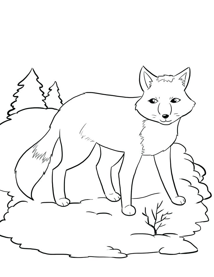 Arctic Animal Coloring Pages Arctic Coloring Pages Printable Hare 736x952 Arctic Animal Coloring Pages Arctic Coloring Pages Printable Hare