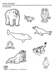 Arctic Animals Worksheet Hot Resources 2.4 Arctic 228x295 Arctic Animals Worksheet Hot Resources 2.4 Arctic