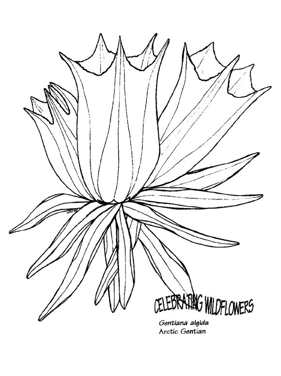 Arctic Bumble Bees Coloring Book 580x777 Arctic Bumble Bees Coloring Book