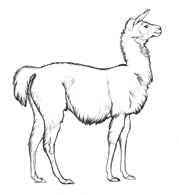 27 Llama Coloring Page, Llama Llama Having Fun Coloring Page Free 736x805 27 Llama Coloring Page, Llama Llama Having Fun Coloring Page Free