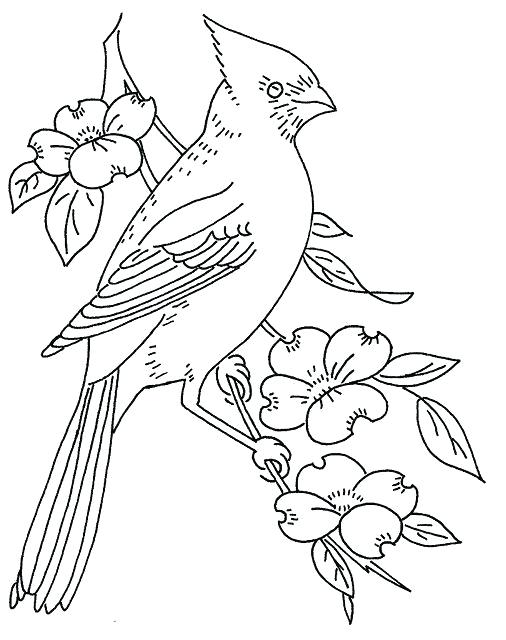 Cardinal Coloring Pages Free Pattern Cardinal And Dogwood The Beak 506x640 Cardinal Coloring Pages Free Pattern Cardinal And Dogwood The Beak