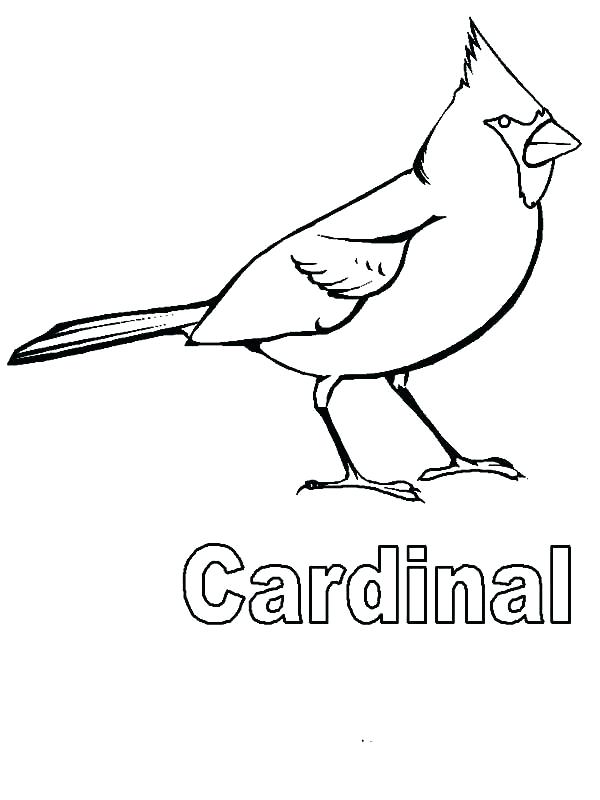 Cardinal Coloring Pages Coloring Pages Collection 600x800 Cardinal Coloring Pages Coloring Pages Collection