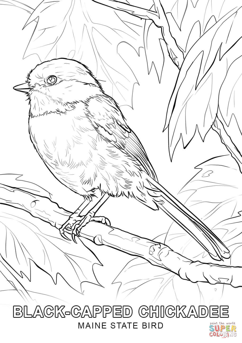 Arkansas State Bird Drawing 1020x1440 Arkansas State Bird Drawing