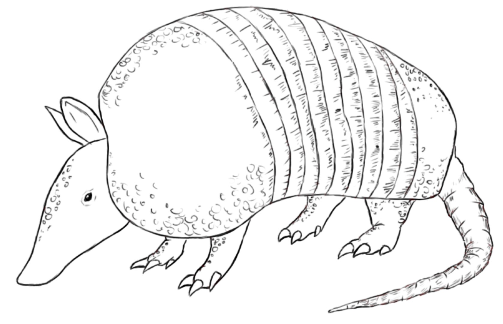 Armadillo Coloring Page 1677x1080 Armadillo Coloring Page