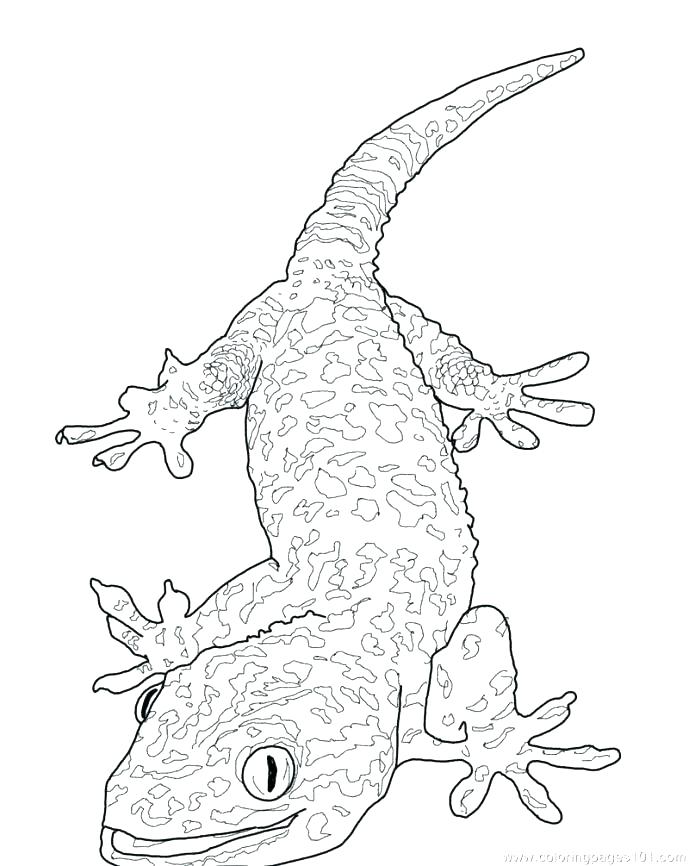Armadillo Coloring Page Armadillo At Cloud Seven Coloring Pages 689x866 Armadillo Coloring Page Armadillo At Cloud Seven Coloring Pages
