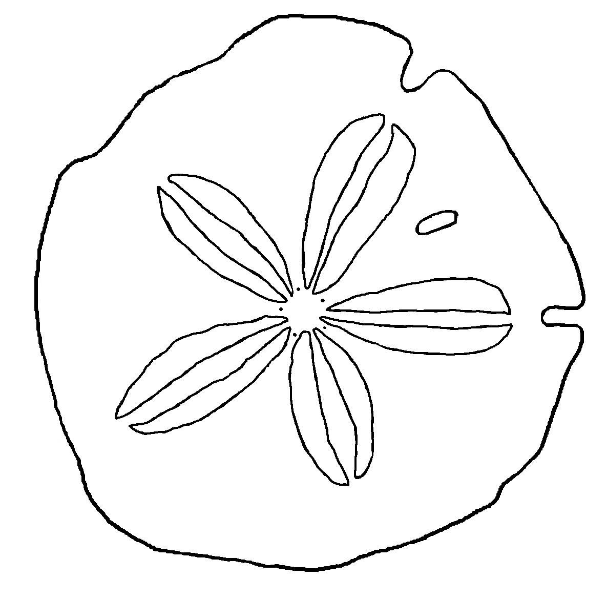 Drawn By Hand, This Sand Dollar Is Called An Arrowhead. Sand 1185x1171 Drawn By Hand, This Sand Dollar Is Called An Arrowhead. Sand