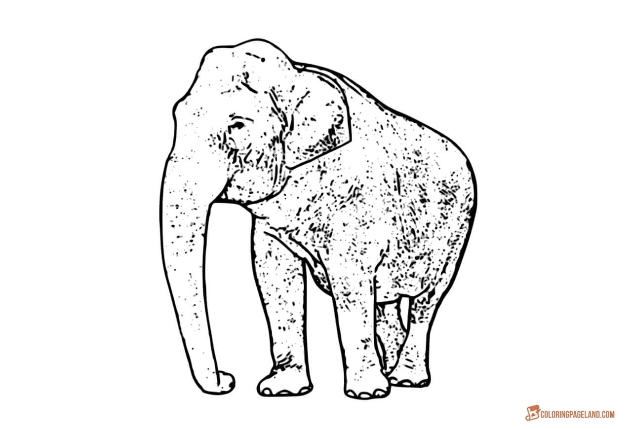 Asian Elephant Coloring Page at GetColorings.com | Free printable ...