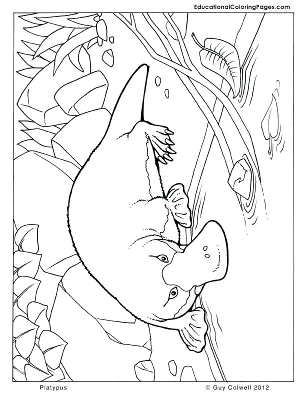 612x792 Flag Of Australia Coloring Page Coloring Pages Platypus Coloring