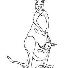 Australian Animals Colouring Pages