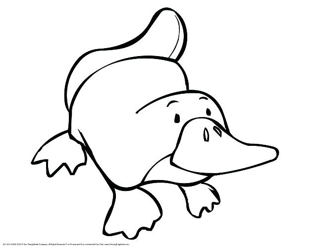 650x502 Australian Animals Coloring Pages Colouring Pages Of Platypus