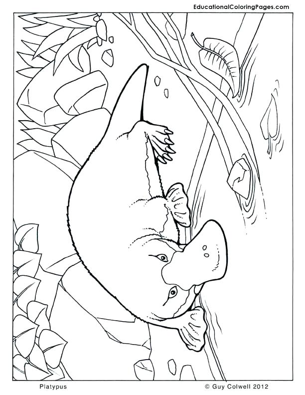 612x792 Platypus Coloring Animal Coloring Pages Summer Reads Platypus