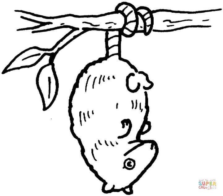 720x635 Hanging Possum Coloring Page.jpg Crafty Cricut