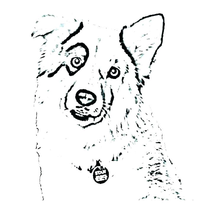 Australian Shepherd Coloring Pages Shepherd Coloring Page Free 700x700 Australian Shepherd Coloring Pages Shepherd Coloring Page Free