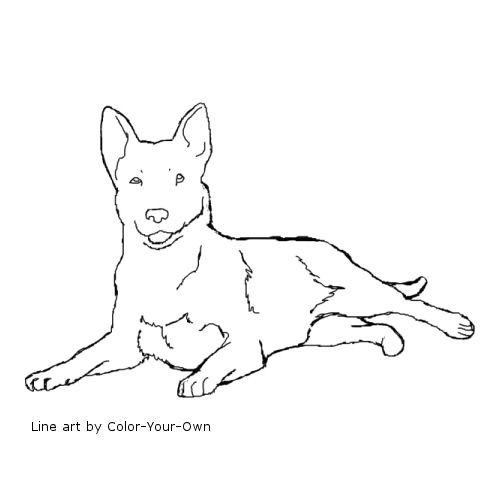 Australian Cattle Dog Coloring Page 500x500 Australian Cattle Dog Coloring Page