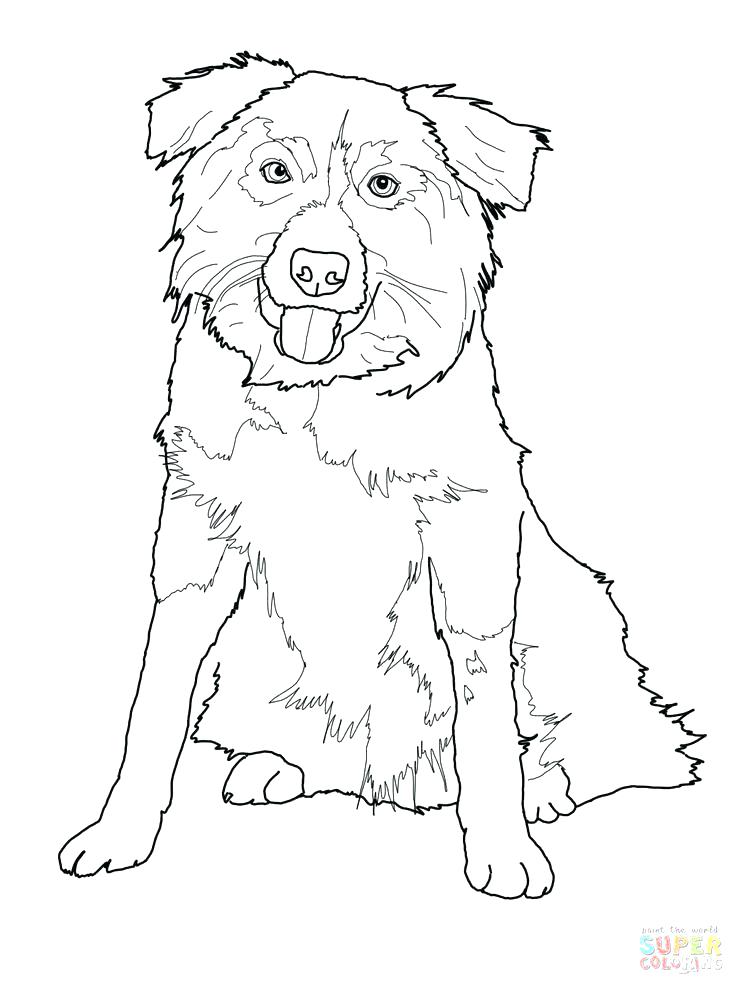 736x981 Australian Shepherd Coloring Pages Australian Shepherd Puppy