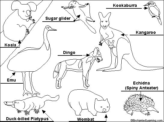 546x407 Free Australian Colouring Pages Top 79 Australia Coloring Pages