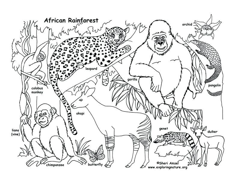 792x612 Rainforest Animals Coloring Pages And Drawn Jungle Ecosystem 7 74