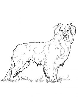 Australian Shepherd Coloring Pages