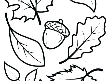 Leaf Coloring Page 440x330 Leaf Coloring Page