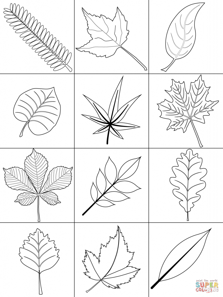 769x1024 Fall Leaf Coloring Pages