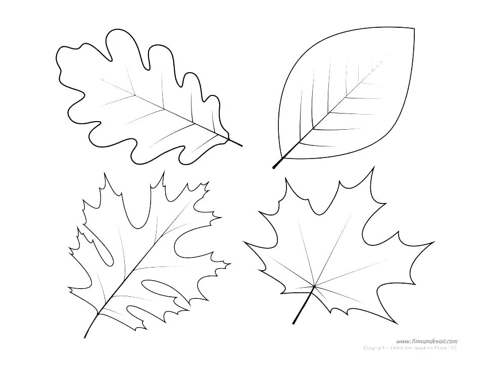 960x741 Fall Leaves Coloring Pages Printable Autumn Leaves Coloring Pages