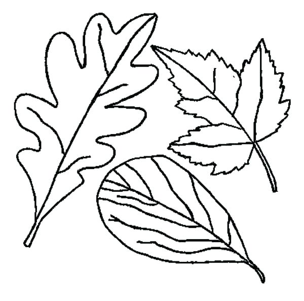 600x593 Leaf Color Pages Fall Leaves Coloring Pages For Preschoolers Leaf