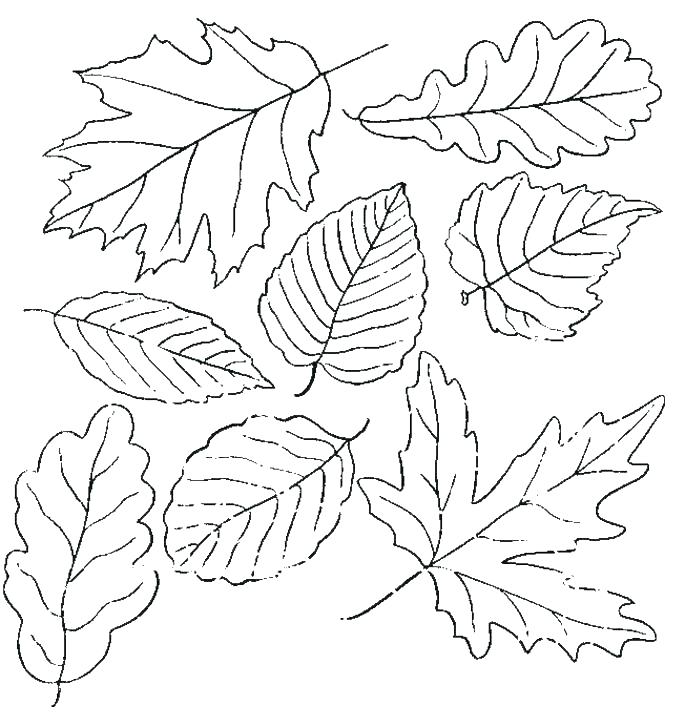 Autumn Leaves Coloring Pages at GetColorings.com | Free printable ...