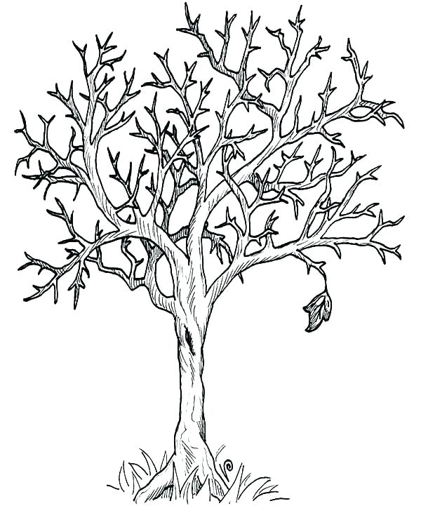 Fall Tree Coloring Page Bare Tree Coloring Page Bare Tree Coloring 600x741 Fall Tree Coloring Page Bare Tree Coloring Page Bare Tree Coloring