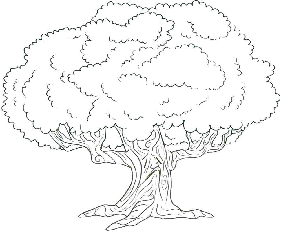Trees Coloring Pages Appealing Coloring Page Of Tree Line Art 970x798 Trees Coloring Pages Appealing Coloring Page Of Tree Line Art