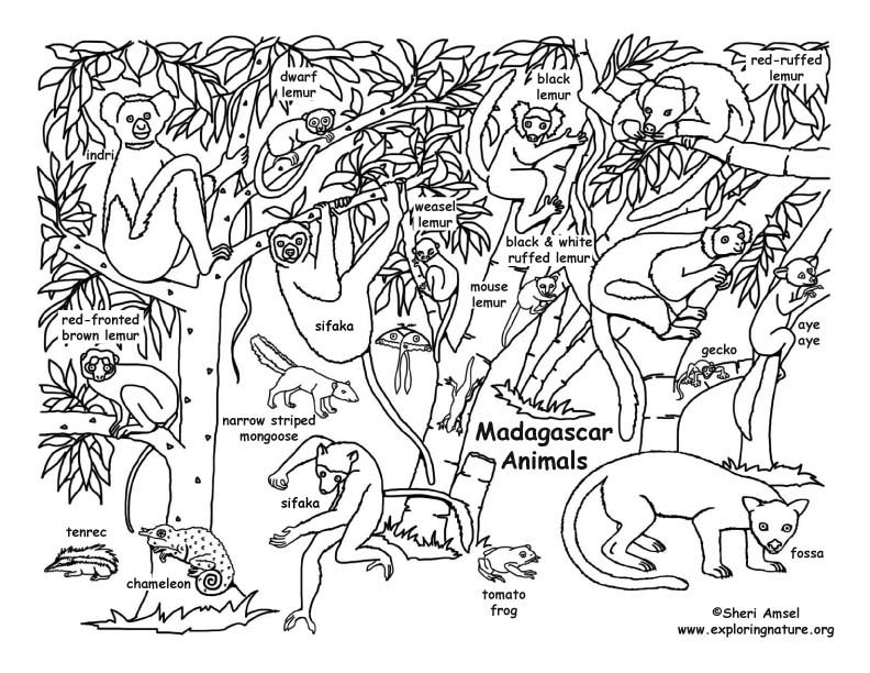 792x612 Madagascar Coloring Page Intended For Pages Idea 15