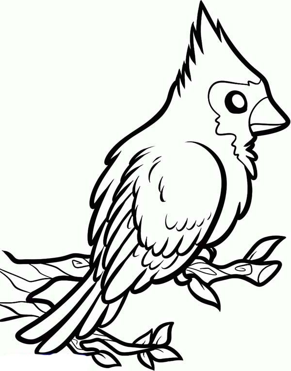 Coloring Cardinal Bird Coloring Page Printable In Conjunction 600x766 Coloring Cardinal Bird Coloring Page Printable In Conjunction