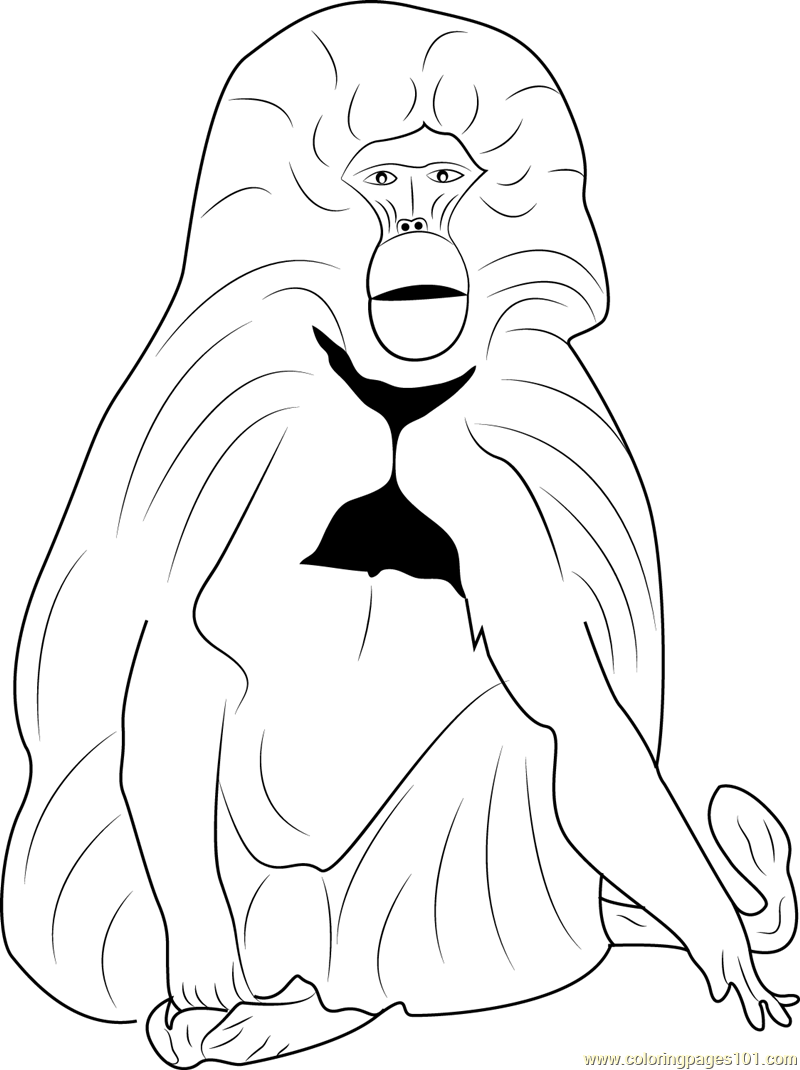 800x1070 Gelada Baboon Coloring Page