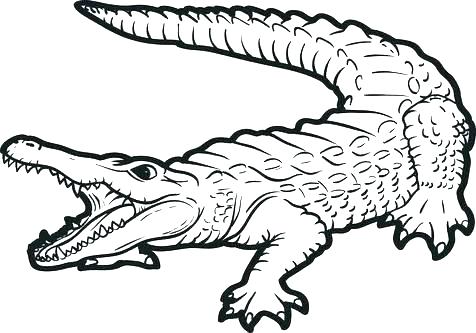 476x333 Baby Alligator Coloring Pages Alligator Coloring Pages Alligator