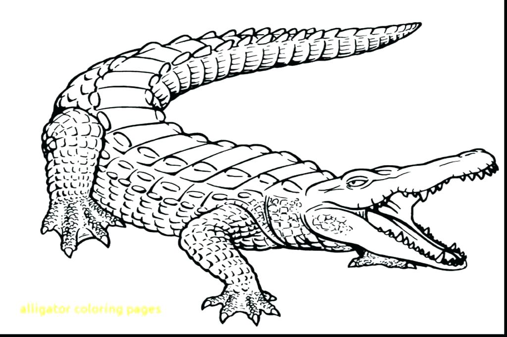 1024x681 Alligator Coloring Page Alligator Coloring Page Cool Alligator