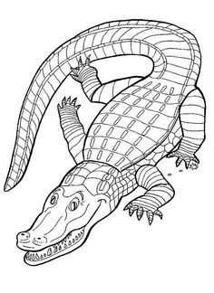 236x324 Free Printable Alligator Coloring Pages For Kids Printable