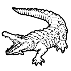 230x230 Top 25 Free Printable Alligator Coloring Pages Online